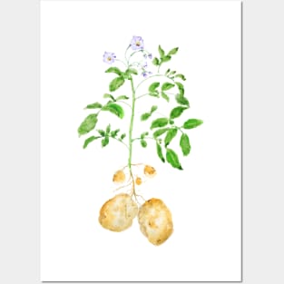 potato plant watercolor Posters and Art